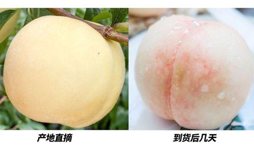 沈阳蜜桃事件吃瓜,揭秘背后真相与网络舆论风暴  第2张